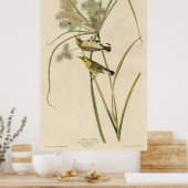 Bird, Amerika, Prairie Warbler, Audubon, Vintage, Poster (Küche)