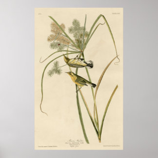 Bird, Amerika, Prairie Warbler, Audubon, Vintage, Poster