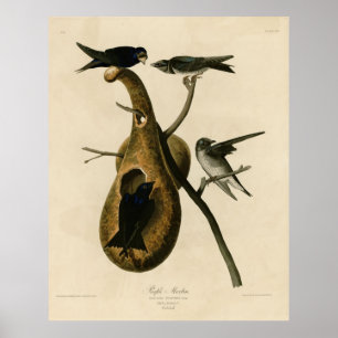 Bird, Amerika, Purple Martin, Audubon, Vintage, Poster