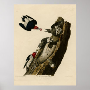 Bird, Amerika, Red Headed Woodpecker, Audubon, Poster