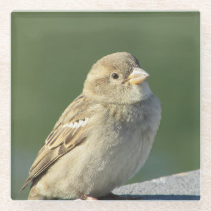 Bird Animal Foto Small Brown House Sparrow Glasuntersetzer