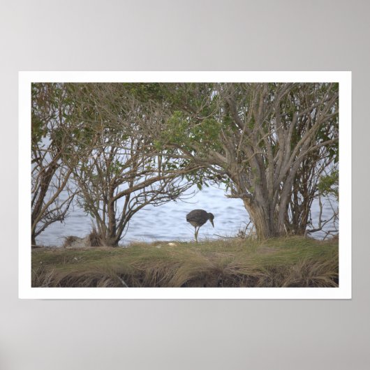 Bird at the Refuge Poster (Vorne)