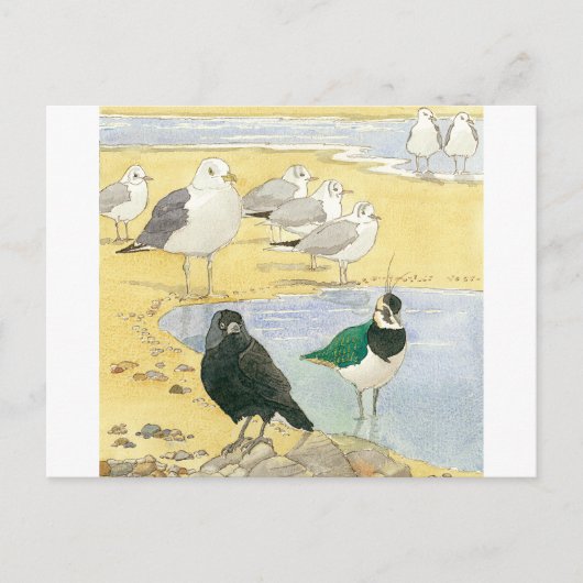 Bird Beach Wildlife Jackdaw Gull Sea Postcard Postkarte (Vorderseite)