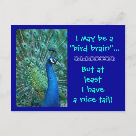Bird Brain But Nice Tail Postkarte (Vorderseite)