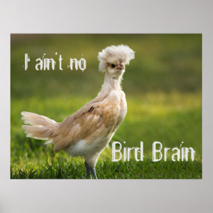 Bird Brain Funny Chicken Poster