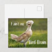 Bird Brain Funny Chicken Postkarte (Vorne/Hinten)
