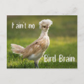 Bird Brain Funny Chicken Postkarte (Vorderseite)