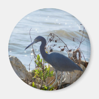 Bird By the Bay Little Blue Heron Safety Harbor Magnet