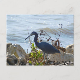 Bird By the Bay Little Blue Heron Safety Harbor Postkarte