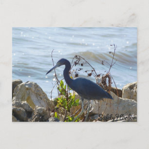 Bird By the Bay Little Blue Heron Safety Harbor Postkarte