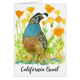 Bird California Quail Orange Poppies
