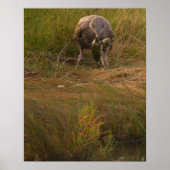 Bird Caught Crab Poster (Vorne)