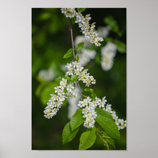 Bird Cherry Tree blüht Blume grün Poster (Vorne)