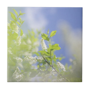 Bird Cherry Tree blüht Blume Sky Fliese