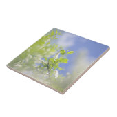 Bird Cherry Tree blüht Blume Sky Fliese (Seite)