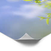 Bird Cherry Tree blüht Blume Sky Poster (Ecke)