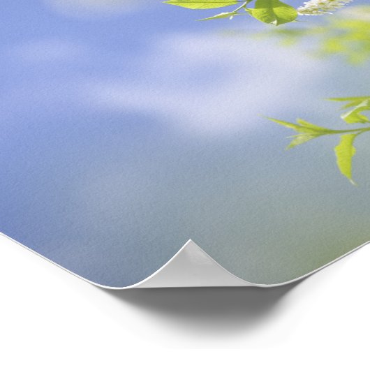 Bird Cherry Tree blüht Blume Sky Poster (Ecke)