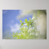 Bird Cherry Tree blüht Blume Sky Poster (Vorne)