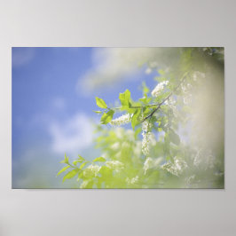 Bird Cherry Tree blüht Blume Sky Poster