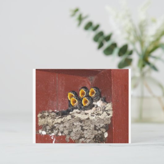 Bird Choir Postkarte (Stehend Vorderseite)