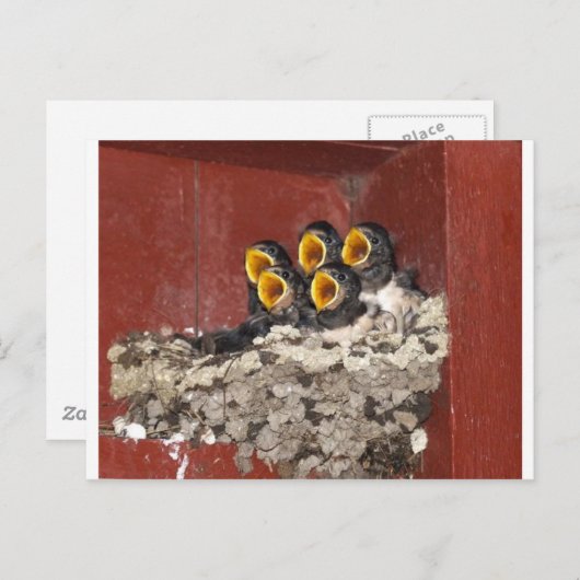 Bird Choir Postkarte (Vorne/Hinten)