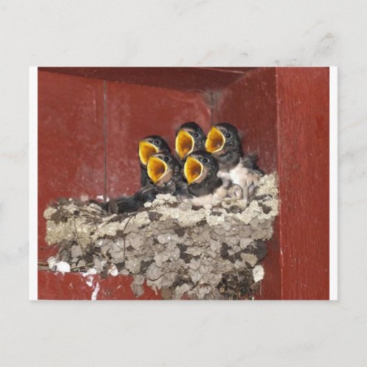 Bird Choir Postkarte (Vorderseite)