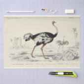 Bird Ephemera Decoupage French Ostrich Seidenpapier (Handwerk)