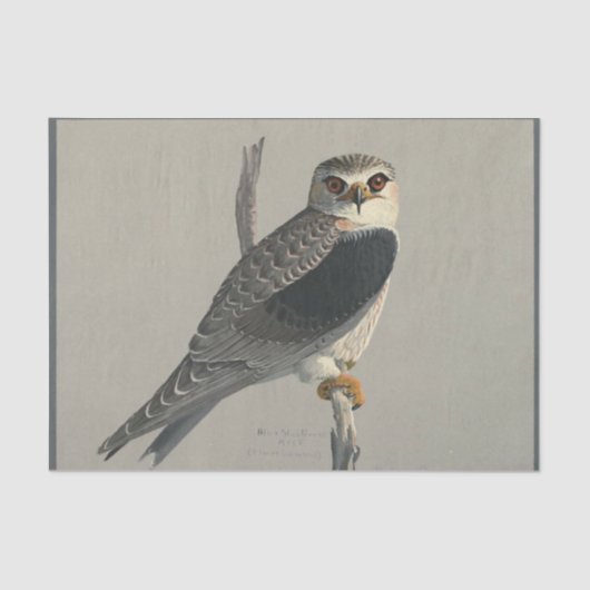 Bird Ephemera Decoupage Gray Hawk Seidenpapier (Vorderseite)
