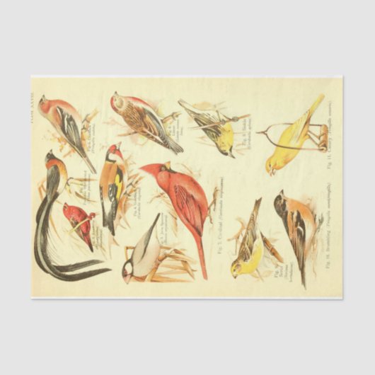 Bird Ephemera Decoupage Kardinal Seidenpapier (Vorderseite)