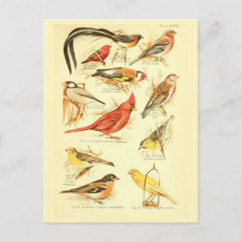 Bird Ephemera Decoupage Kardinal Vintage Kunst Postkarte