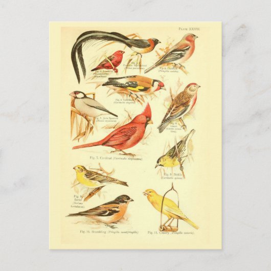 Bird Ephemera Decoupage Kardinal Vintage Kunst Postkarte (Vorderseite)