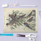 Bird Ephemera Decoupage Robbin Seidenpapier (Handwerk)