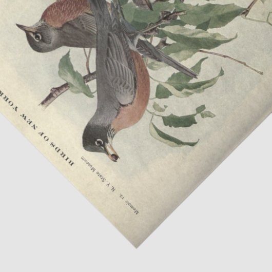 Bird Ephemera Decoupage Robbin Seidenpapier (Ausschnitt)