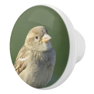 Bird Foto Wildlife Small Brown House Spargel Keramikknauf
