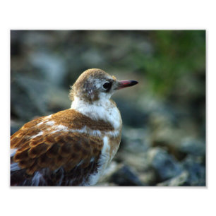 Bird Foto/Young Gull/Bird Lover Gift/ Fotodruck