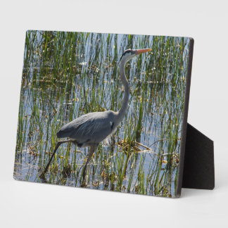 Bird Great Blue Heron Foto Fotoplatte