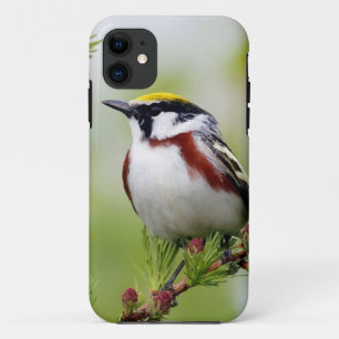 Bird grey_iphone Case-Mate iPhone hülle