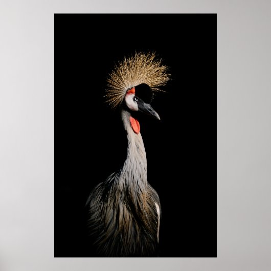 BIRD IN BRASILIEN POSTER (Vorne)