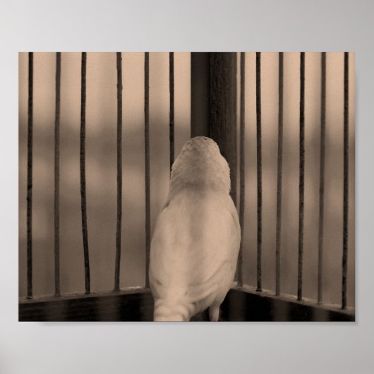 Bird in Cage Poster (Vorne)