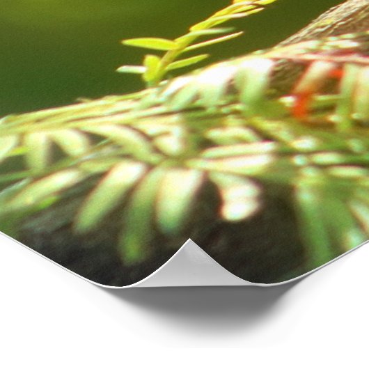 Bird in Jade Poster (Ecke)