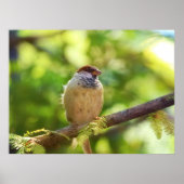 Bird in Jade Poster (Vorne)