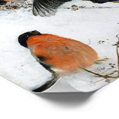 Bird in Snow, Bruno Liljefors Poster (Ecke)