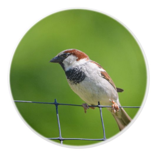 Bird Keramik Knob Keramikknauf (Vorderseite)