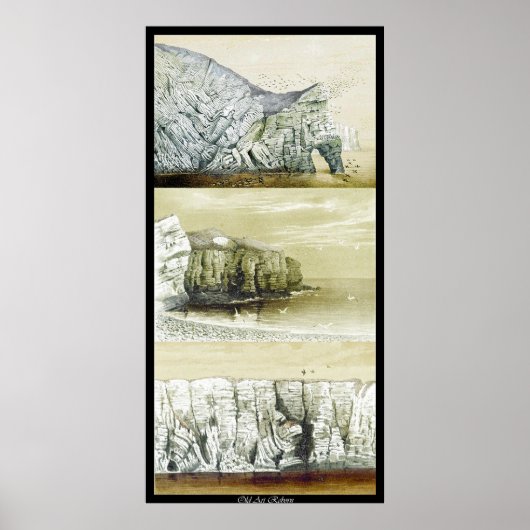 Bird Life Poster ~ Cliff Habitat (Vorne)