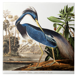Bird - Louisiana Heron von John James Audubon Fliese