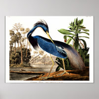 Bird - Louisiana Heron von John James Audubon