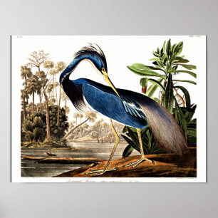 Bird - Louisiana Heron von John James Audubon Poster