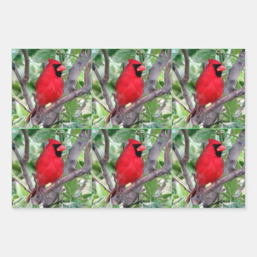 Bird Lover's - 3 Design - Jeden Anlaß Geschenkpapier Set (Vorderseite)