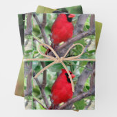 Bird Lover's - 3 Design - Jeden Anlaß Geschenkpapier Set (Beispiel)