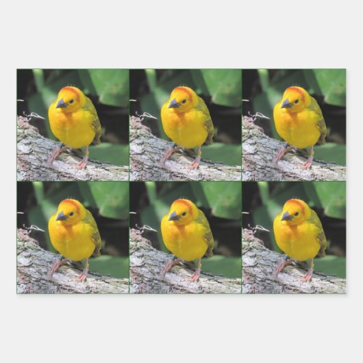 Bird Lover's - 3 Design - Jeden Anlaß Geschenkpapier Set (Vorderseite 3)